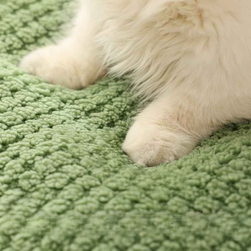 maison chat grenouille pattes chat coussin