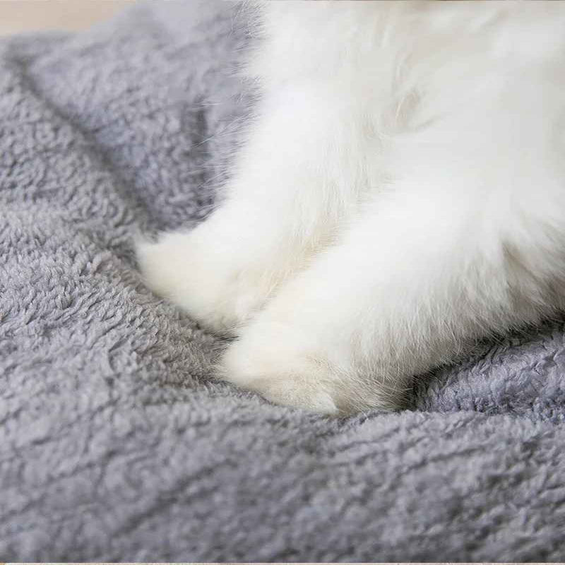 maison chat pattes blanches coussin