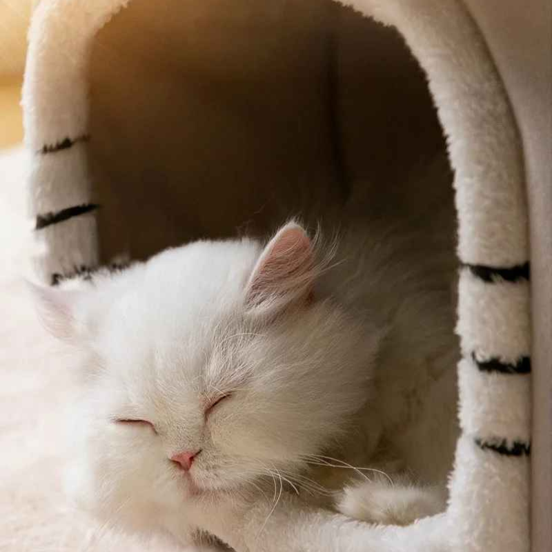 maison chat zoom sommeil chat