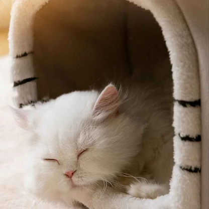 maison chat zoom sommeil chat